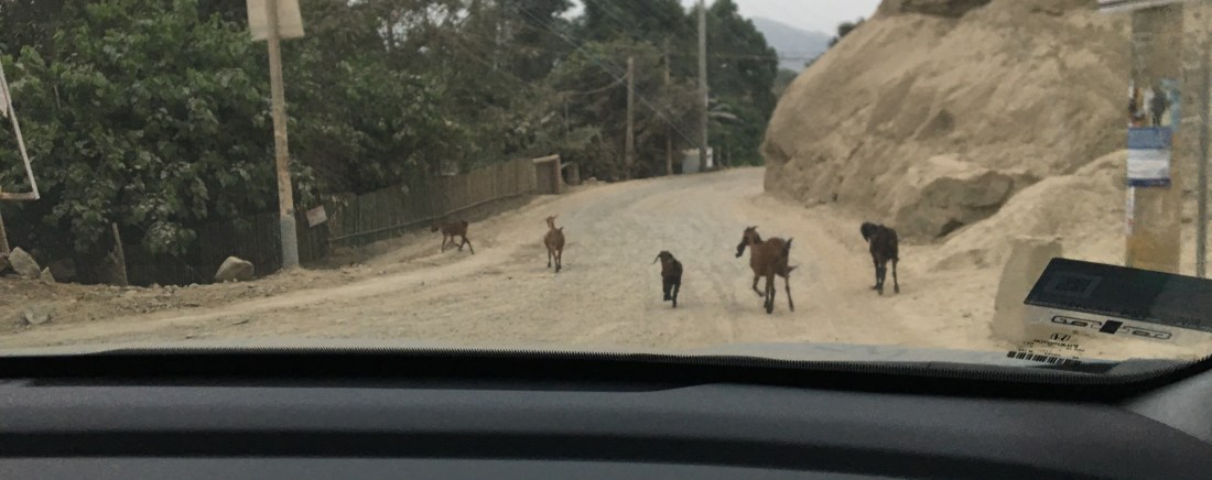 Goats in the Road!